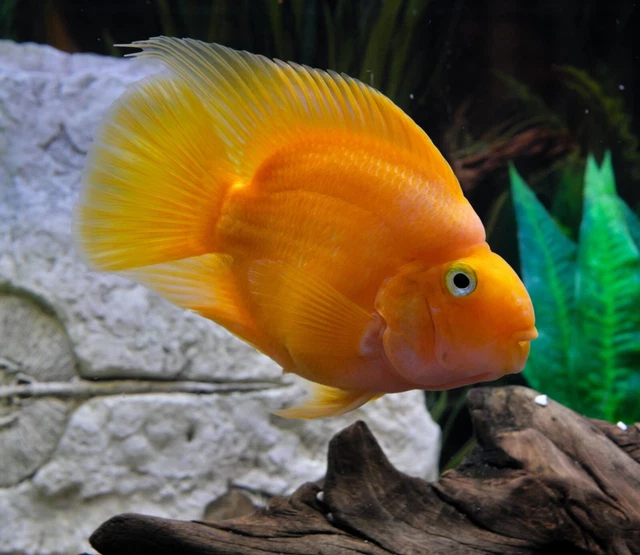 Blood Red Parrot Cichlid (Cichlasoma sp. - Live Freshwater Fish