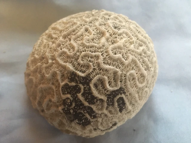 Medium White Brain Coral From Aruba