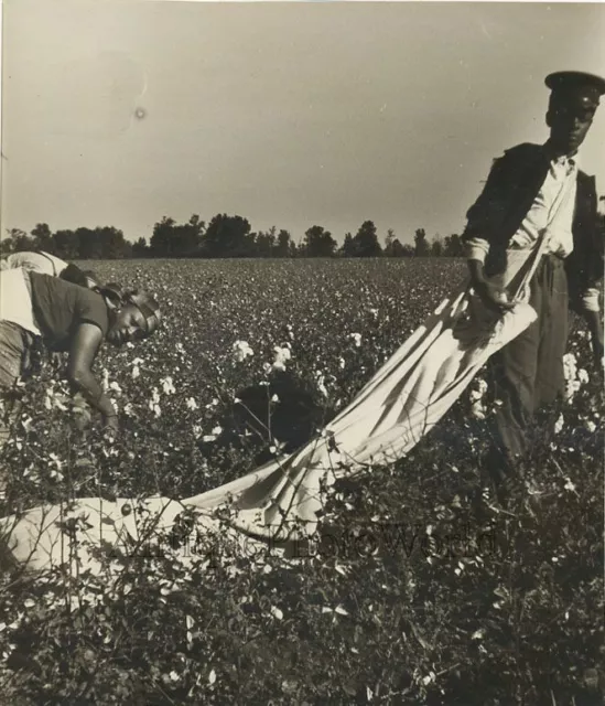 Black people working on a cotton field antique art photo