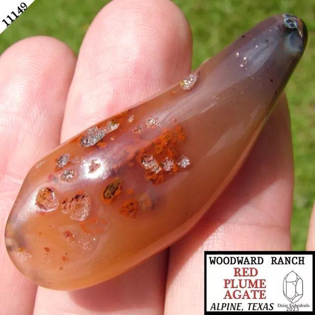 17 GM WOODWARD RANCH RED PLUME AGATE POLISHED biscuit nodule TEAR DROP