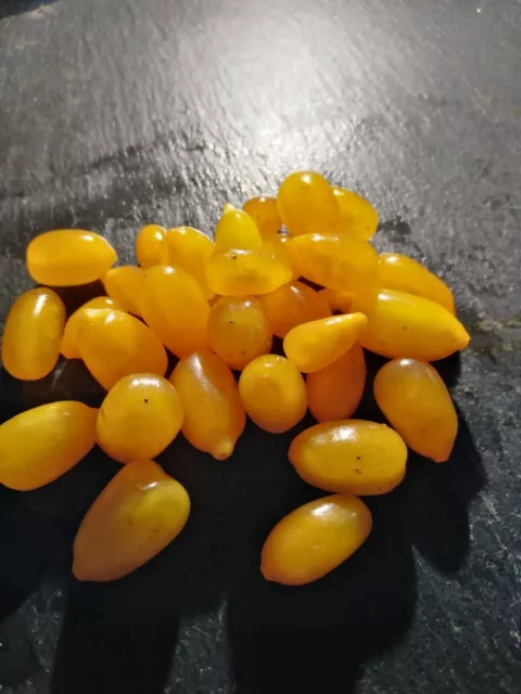 Yellow Goji seeds and cuttings -Shrub-Lycium Barbarum Amber SWEET- Hardy Zone 4