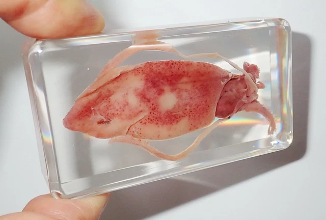 Pacific Flying Squid in 73x40x20 mm Clear Lucite Block Education Specimen