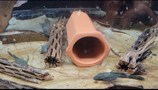 LONGFIN GREEN DRAGON Bristlenose Pleco  * 5 pack