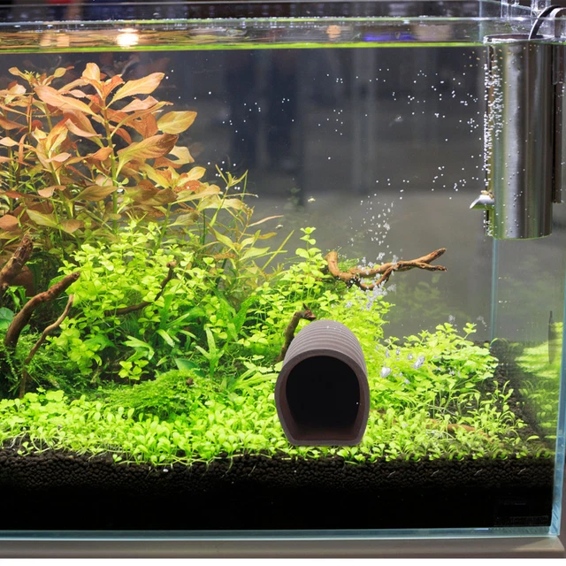 Tubi Di Corteccia Di Catappa Tipo A - Foto 2