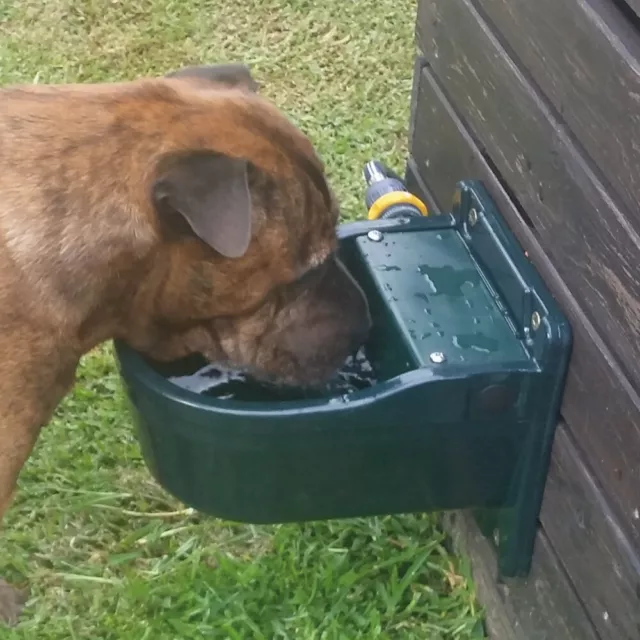 4L Animal Automatic drinker WATER TROUGH bowl Sheep Dog AU Stock 2