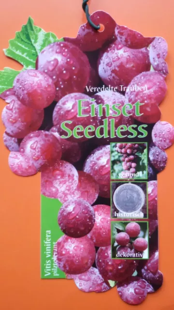 Vitis vinifera  Einset Seedless kernlos Weinrebe Tafeltraube Weintraube Winzer 3