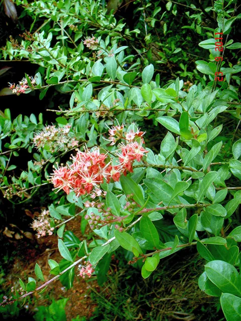 30 Graines de Henné 'Lawsonia Inermis' Henna Mehandi seeds 2