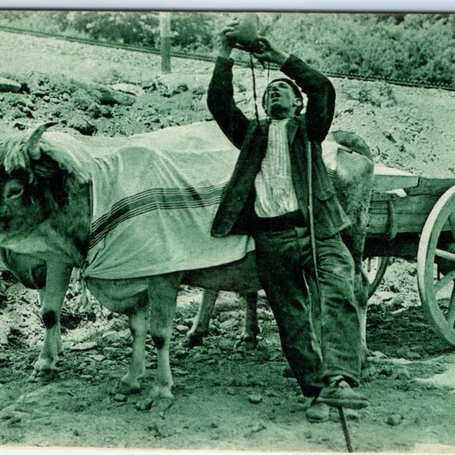 c1910s Basque Country France Hauling Cows Ox Postcard Le Buveur Delboy Photo A26