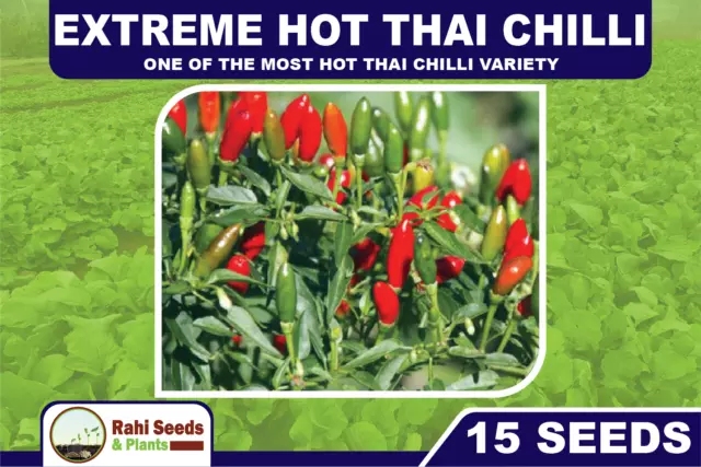 Extreme Hot Thai Chilli - One of the Most Hot Thai Chilli Variety - 15 Seeds 2