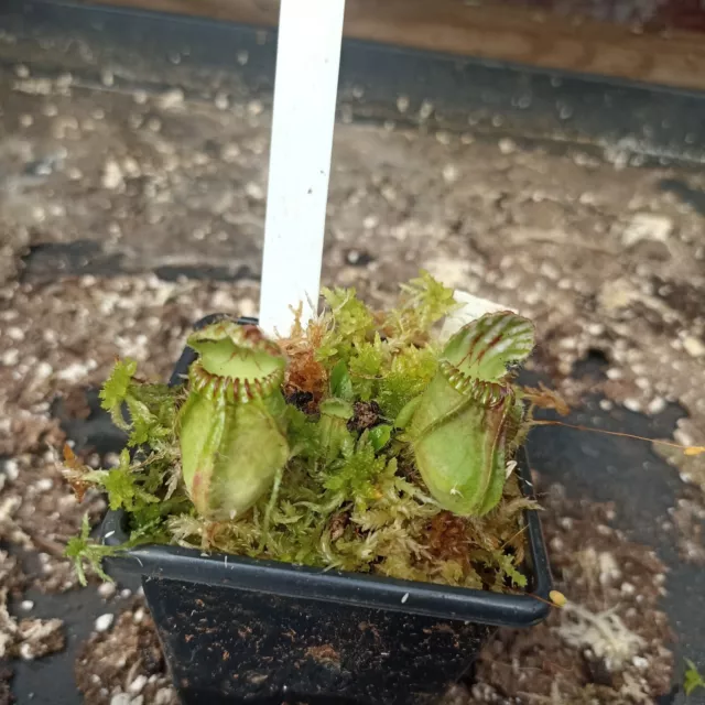 Cephalotus Follicularis Adrian Slack (Carnivorous Plant)