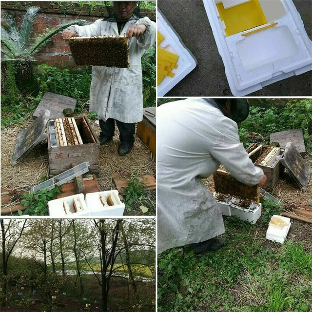 QUEEN BEE REARING Mating Beehive Nuc Harvest Pollination Bees Hive Box
