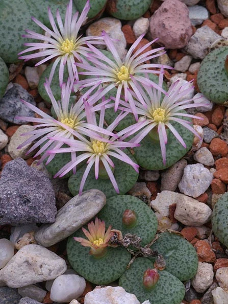 100 EED Conophytum Flavum Novicium (Exotic living tone meemb cacti