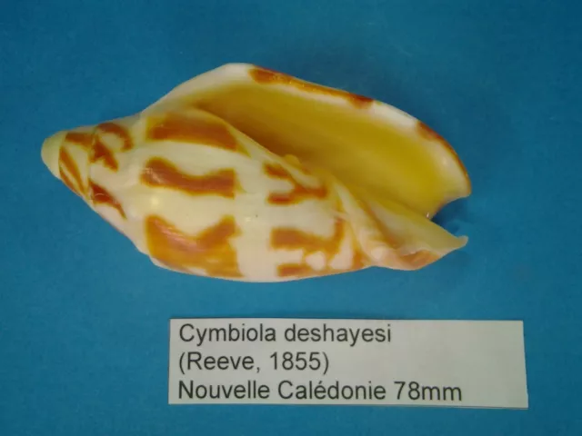 Cymbiola deshayesi coquillage