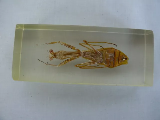 Large  Praying Mantis Insect Education Insect Specimen   #2116