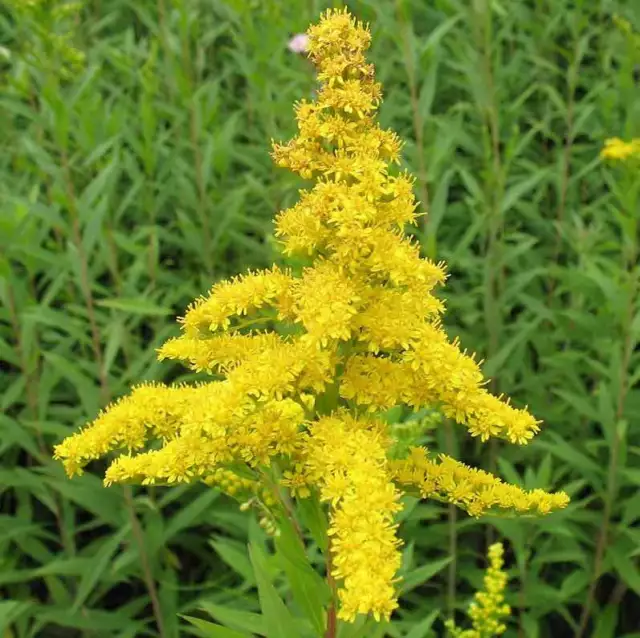 Solidago Canadensis - 100 Seeds - Golden Rod Golden Baby