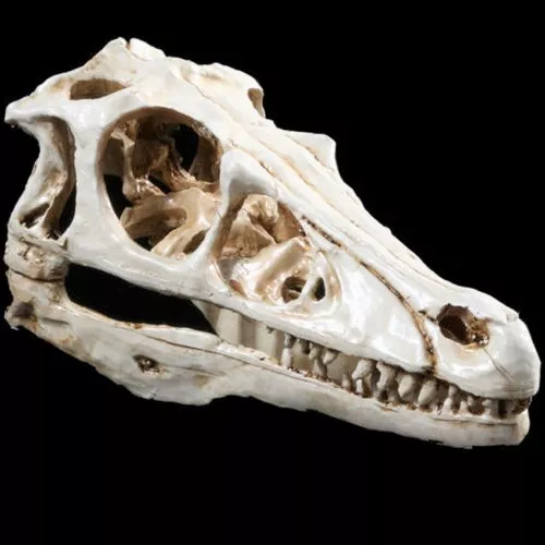 Raptor Skull Resin Fossil Model Tooth Velociraptor Dinosaur T-Rex Replica Bone