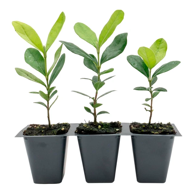 Pineapple Guava (Feijoa) Trees in 2.5-inch Nursery Cubes |  Feijoa Sellowiana