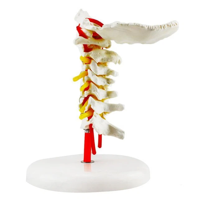 1:1 Human Cervical Arteria Spine Spinal Anatomical Model