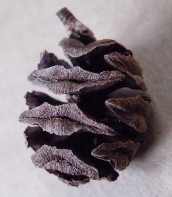 Mammutbaumzapfen, kleine Zapfen ca. 22 mm lang, 100 Stück 3