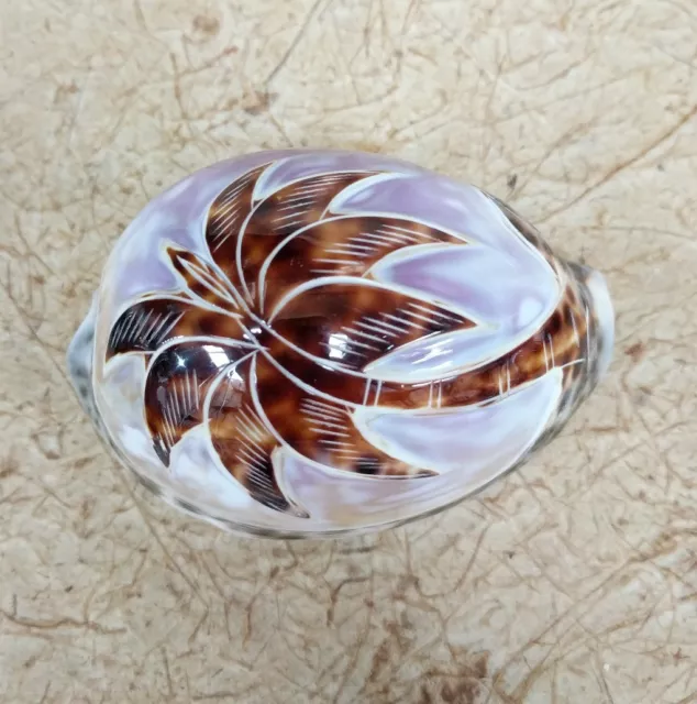 Tiger cowrie shell w hand carved palm tree NAUTICAL beach home decor / wedding