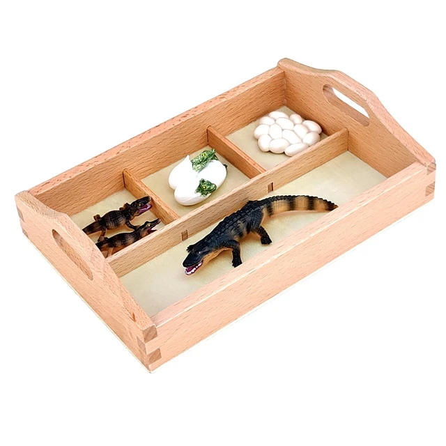 MODELS OF CROCODILE Life Cycle with Sorting Tray - MONTESSORI BIOLOGY ...