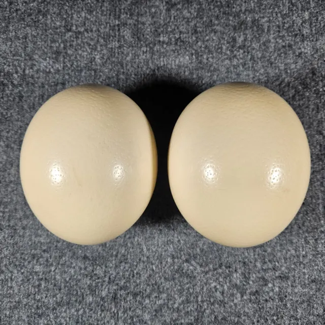 Lote de 2 cáscaras de huevo de avestruz en blanco para manualidades, decoración, pinturas y más (I)
