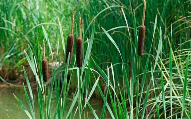 100+ Seeds of Typha Latifolia | Broadleaf Cattail | Marginal Pond Plant