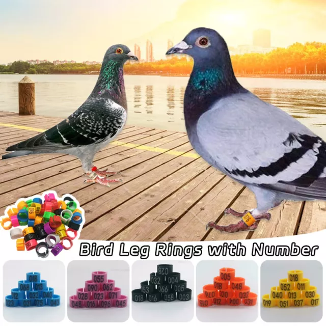 2024 NEW!】10pcs 20pcs NEW ARRIVAL TWO COLOR DESIGN PHA 2024 2023  PIGEONCOMMERCIAL RING Aluminum plastic Pigeon ring Dove Racing Pigeon Leg  Rings Pigeon Accessories | Lazada PH