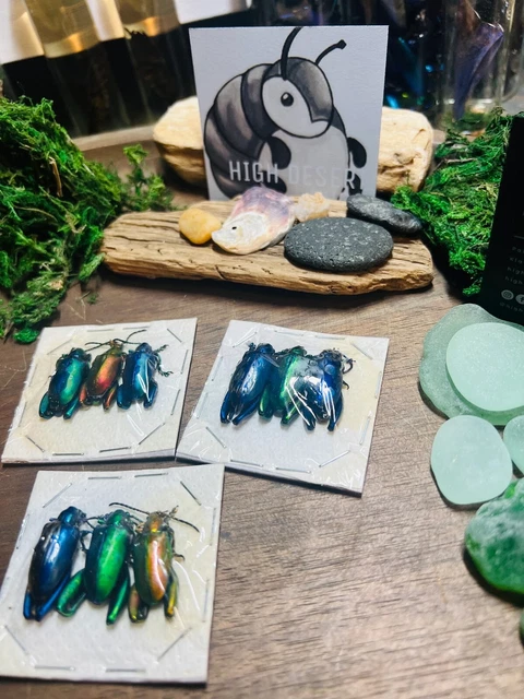 Wholesale Sagra longicollis Colorful Frog Beetles Unmounted - pack of 3 