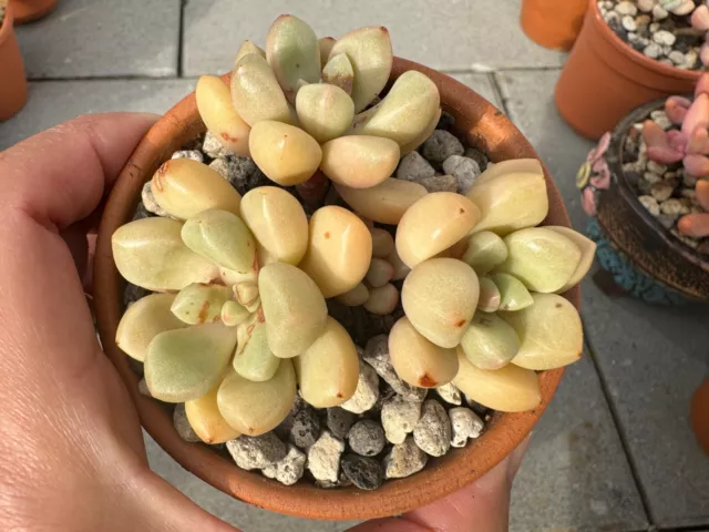 Pachyphytum Candy Bean - sukkulenten pflanzen