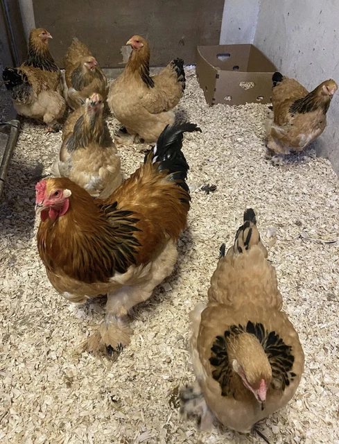 6 BUFF COLOMBIAN And Blue Buff Colombian BRAHMA LF HATCHING EGGS ...