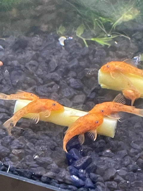 (VIDEO)   3 Super Red Bristlenose Pleco 1-1.5''-  $6 each 2