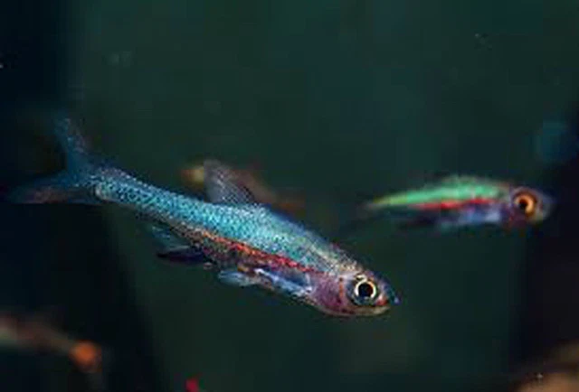 Group of 5+1 Live Blue Neon Dwarf Rasboras Freshwater Tropical Fish Premium A+++