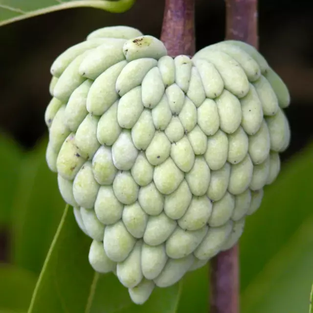 Annona cherimola -  - cirimoia - Cherimoya **