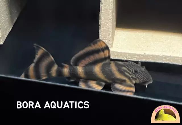 (1) L397 Alenquer Tiger  Pleco - High Quality Pleco (2.4 in + / 6 cm +)