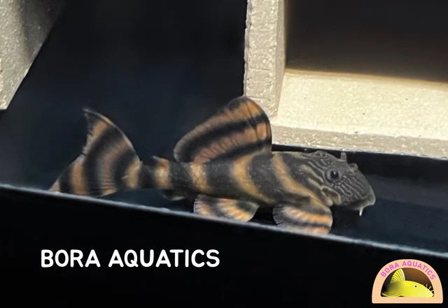 (1) YOUNG ADULT L397 Alenquer Tiger Pleco - High Quality Pleco (2.8 in +)