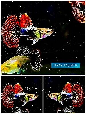 5 Pairs  Live Aquarium Guppy Fish High Quality-Red Dragon DBS Guppies-USA Seller