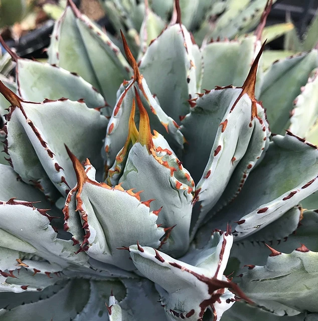 12CM Succulent  Plant Agave Potatorum Cv.Cubic Agavaceae Home Garden Rare Pot
