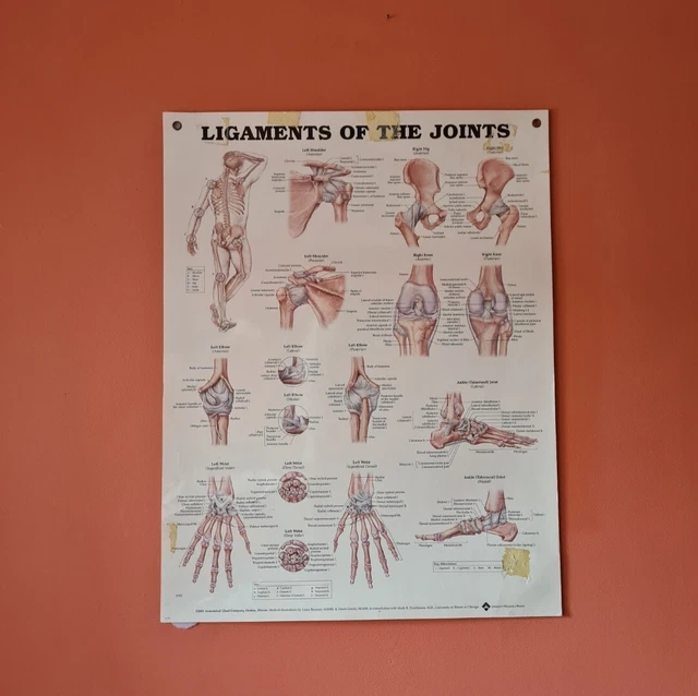 ANATOMICAL MEDICAL POSTERS The Anatomical Chart Co The Muscular