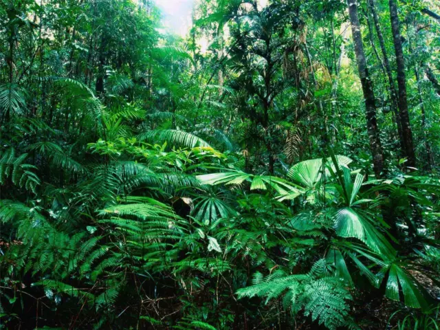 AMAZON RAINFOREST GLOSSY POSTER PICTURE PHOTO rain forest jungle leaf green 252