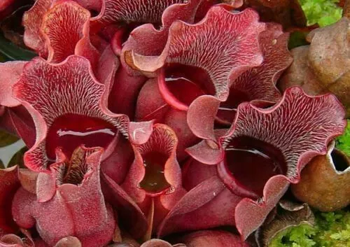 SARRACENIA PURPUREA VENOSA - 10 graines de PLANTE CARNIVORE