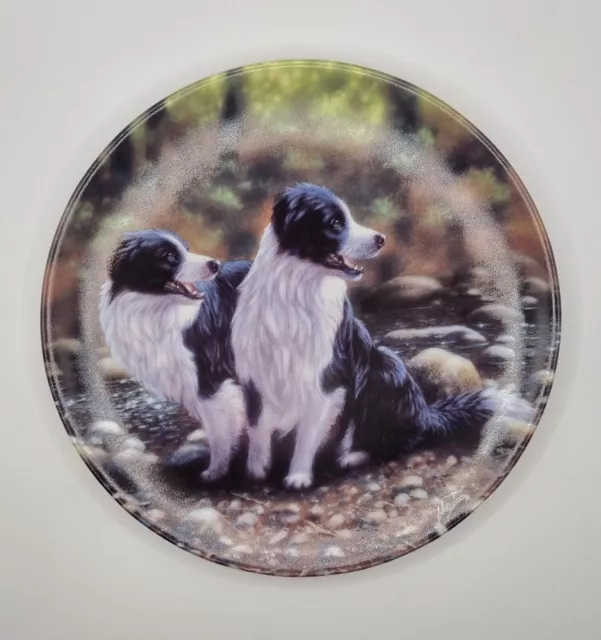 Royal Worcester Danbury Mint Border Collie Plate Double Take Collectable Dogs 3