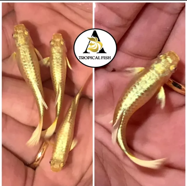 1 Male-Live Aquarium Guppy Fish High Quality - Full Gold 24k VIP
