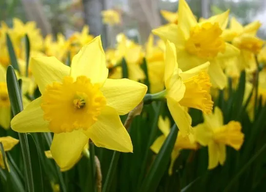Daffodil Bulbs - YELLOW - 25 Bulbs 