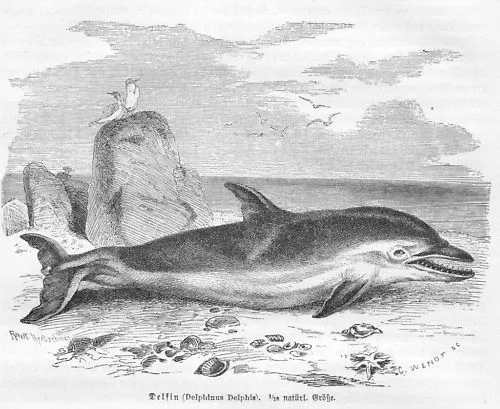 DELFIN Delphinus Delphis DELPHIN FLIPPER Holzstich von 1877