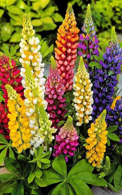 15 Seeds LUPIN MIX COLOUR SEEDS Home Flower Garden open pollinated