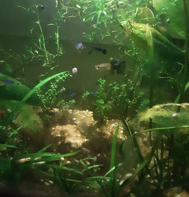 2 Adult Blue Moscow Guppy Females Live Freshwater Tropical Fish 2 Adult Blue Moscow Guppy Females Live Freshwater Tropical Fish