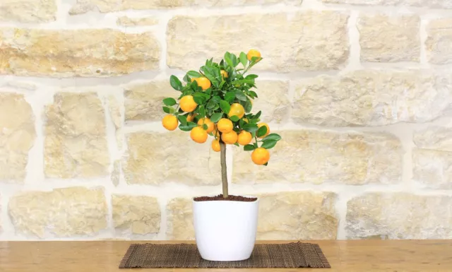 Bonsai di Calamondino in vaso quadrato