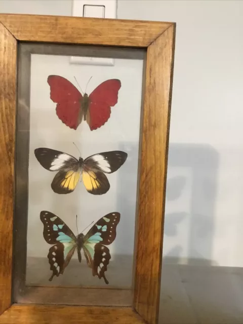 3 Real Butterflies Framed