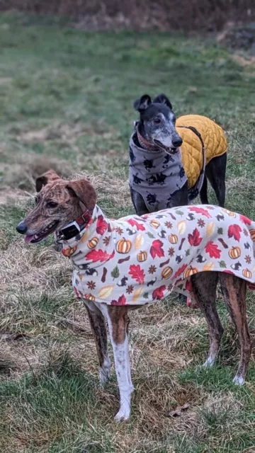 dog Snood jumper fleece house coat italian whippet lurcher leaf design 24”